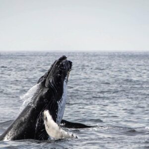 Whale Route Full Day Tour