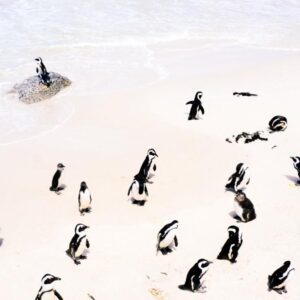 Cape Peninsula and Penguin Colony Full Day