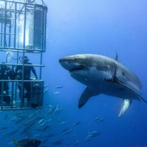 Shark Cage Diving