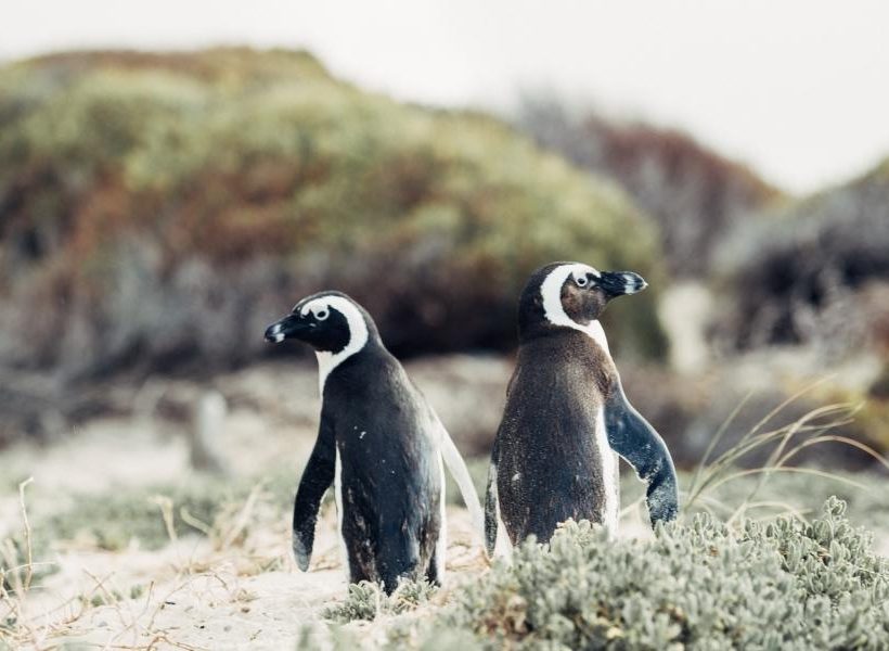 1552999868Optimized-Penguins