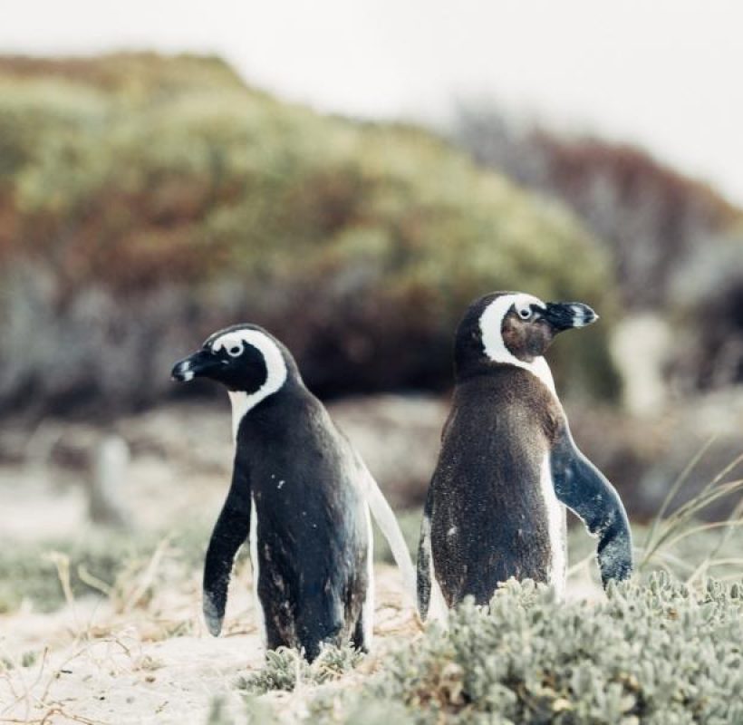 1552999868Optimized-Penguins