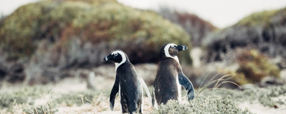 1552999868Optimized-Penguins