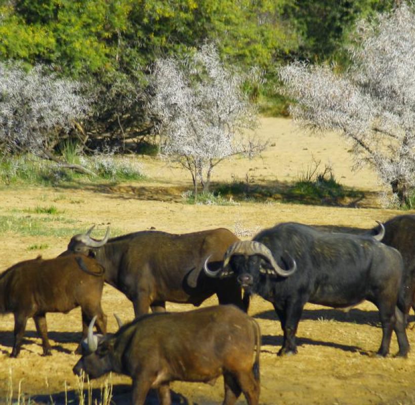 9959_kruger-park-safari_4