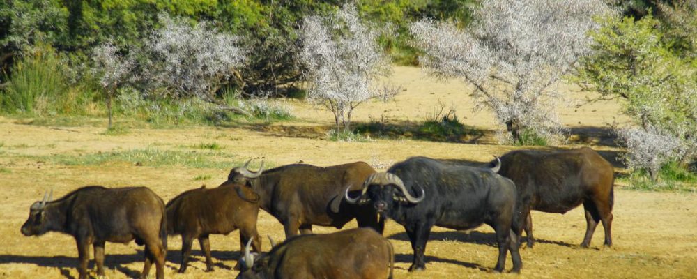 9959_kruger-park-safari_4