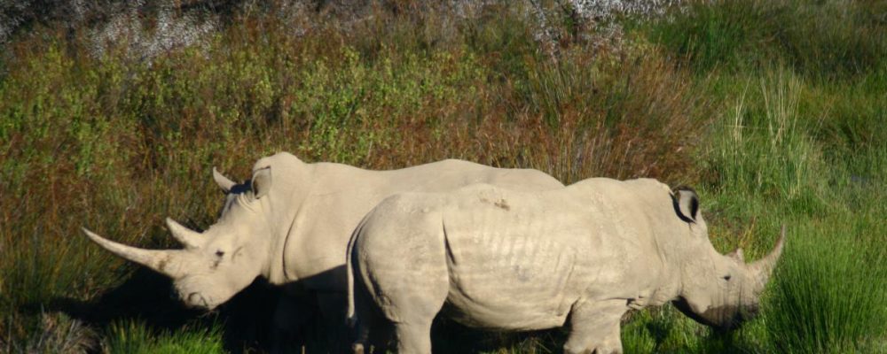 9959_kruger-park-safari_5