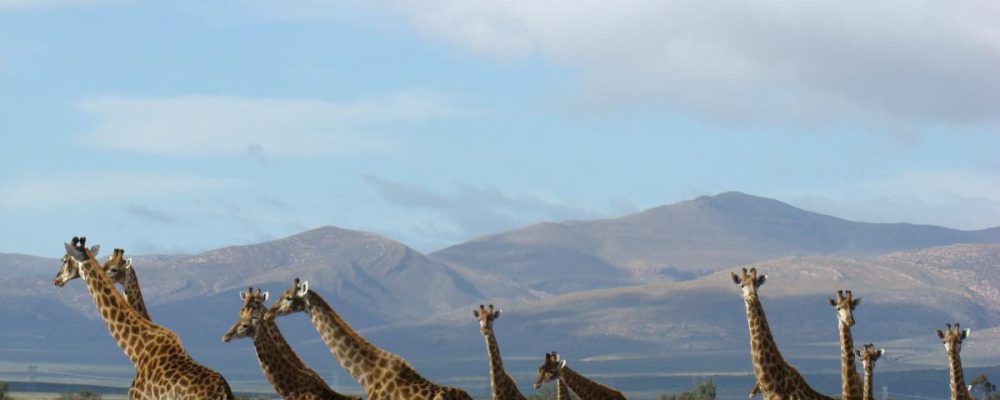 9959_kruger-park-safari_6
