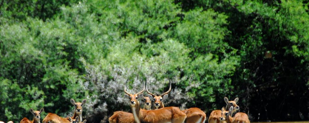 9959_kruger-park-safari_7