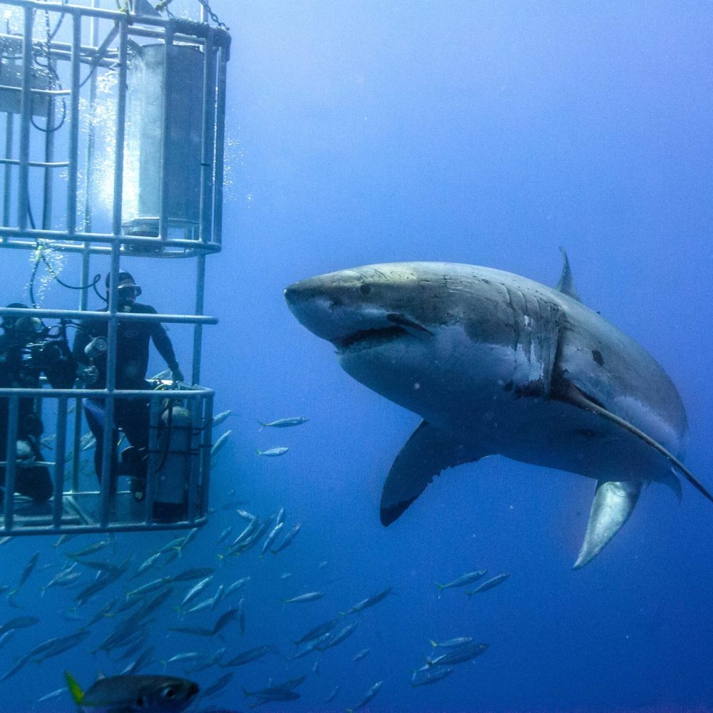 GuadalupeCageDive